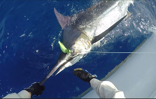 ANGLER: Russell Emms SPECIES: Blue Marlin WEIGHT: est 140kg
 LURE: JB Lures 10" Dingo in "Lumo"